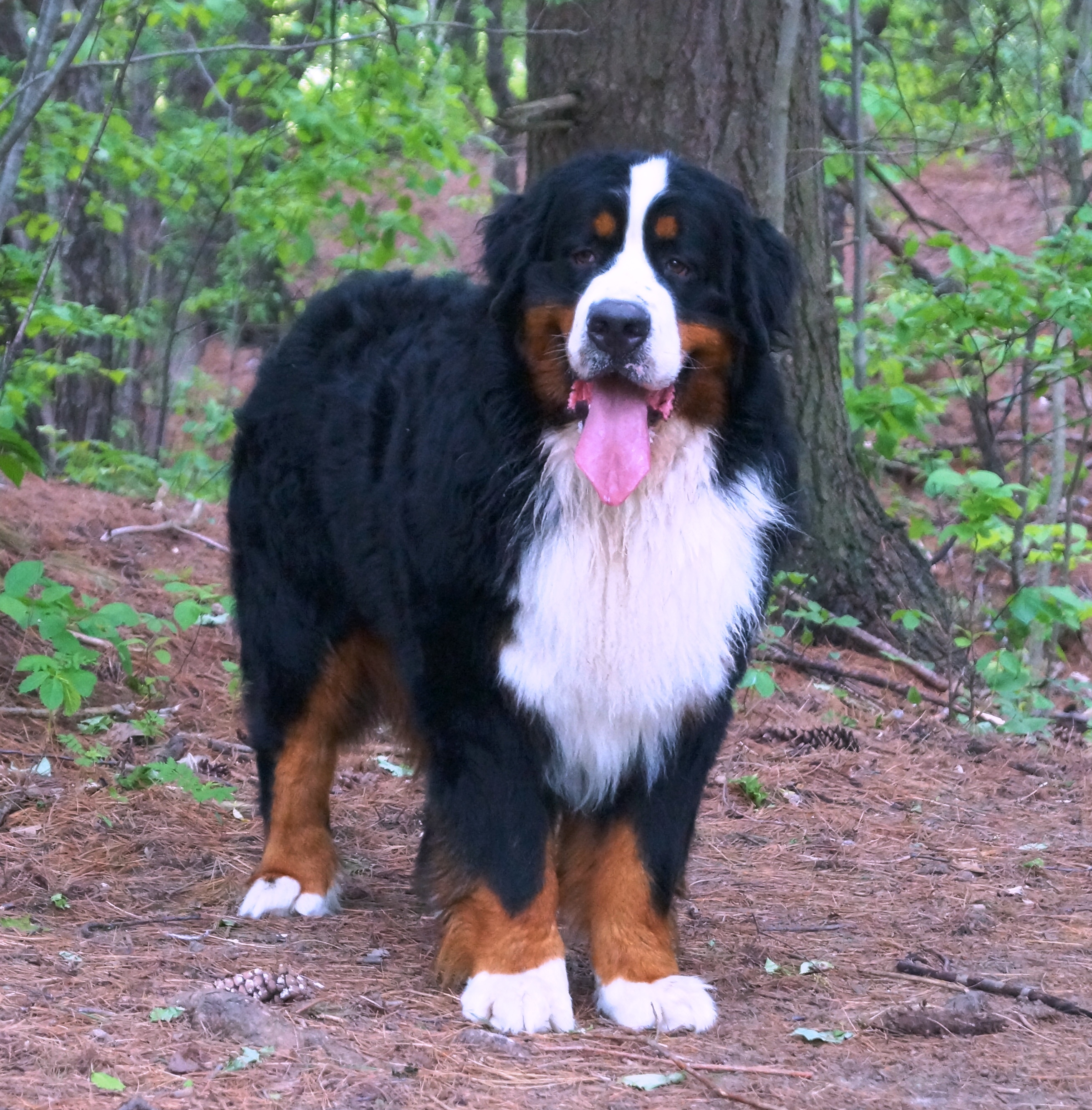 Bernese mountain dog best sale stud